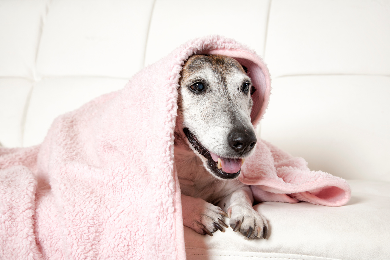 Old Dog Under Blanket