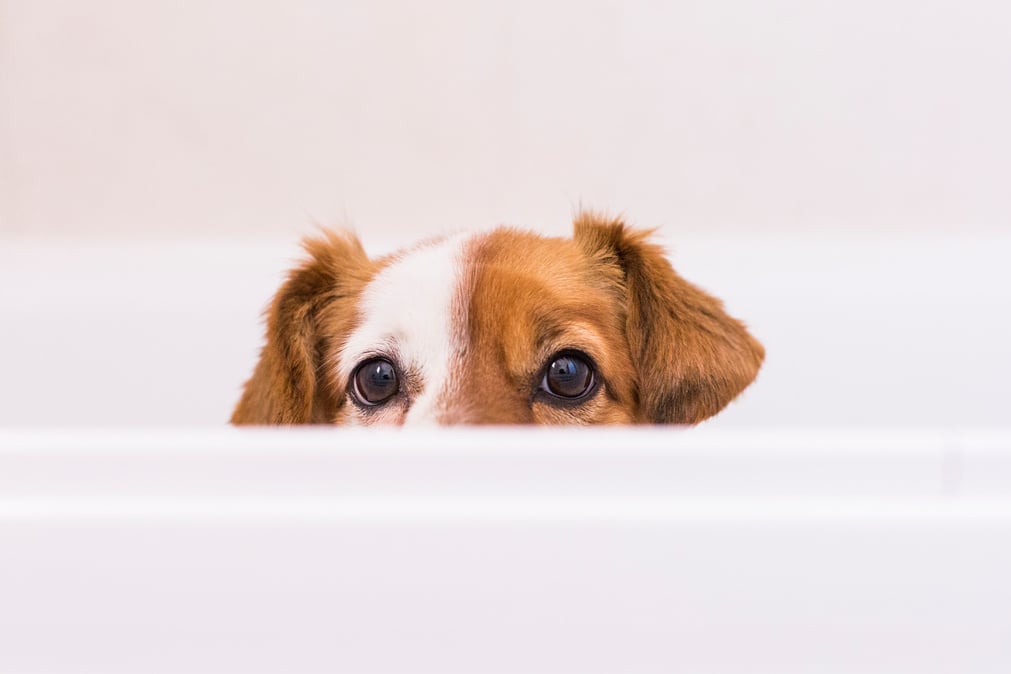 Small Do Peeking fro the Bath Tub