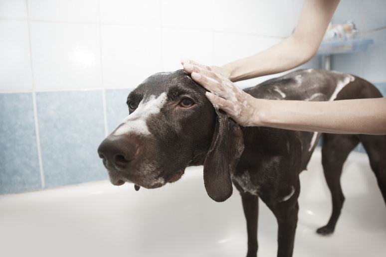 Dog Getting a Shower