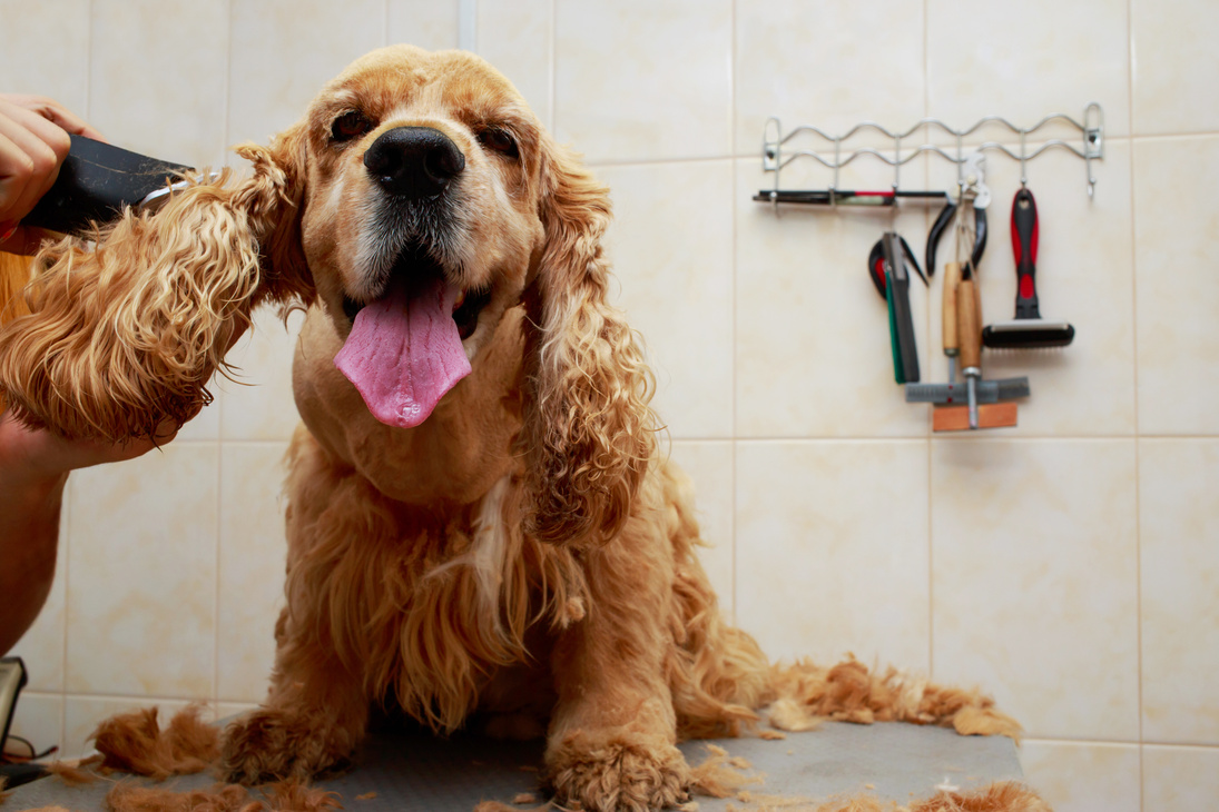Grooming hair dog